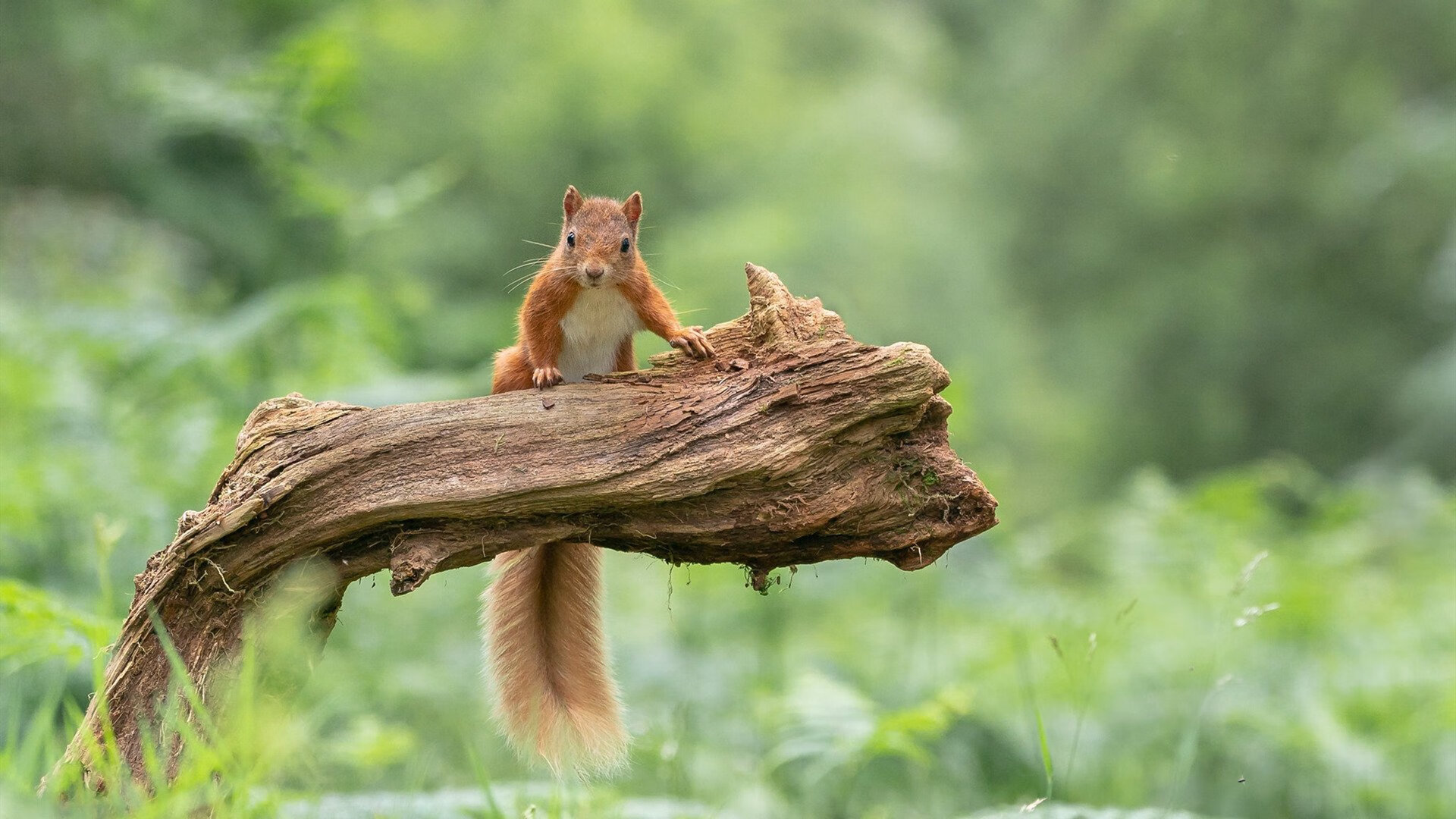 拜仁替补边锋登场即进球,拜仁 边锋