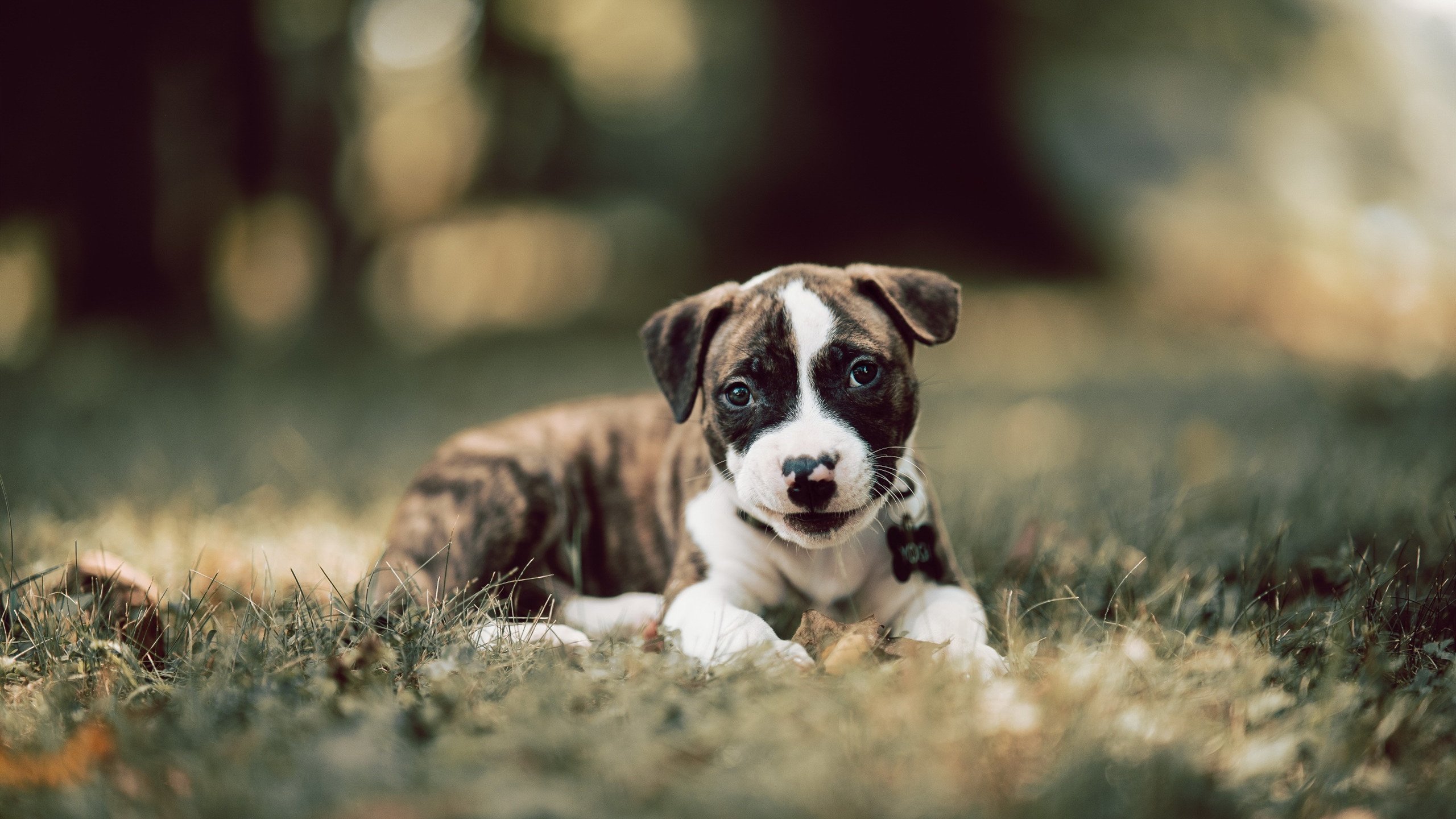 乌拉圭男篮在南美锦标赛中势如破竹,体育事业不断迈进,乌拉圭男篮实力