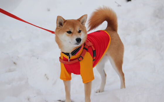 开云官方网站-瑞典队乒乓战术：如何化解对手的强力进攻，曾经的瑞典乒乓球非常强大