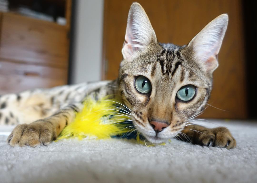 开云官网入口-中国足球国家队体能训练方案科学合理，国足的体能